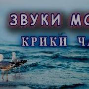 Песня море шумело и чайки кричали. Крик чаек и шум моря. Звук моря и чаек. Звуки чаек мп3. Крик отчаянной Чайки.